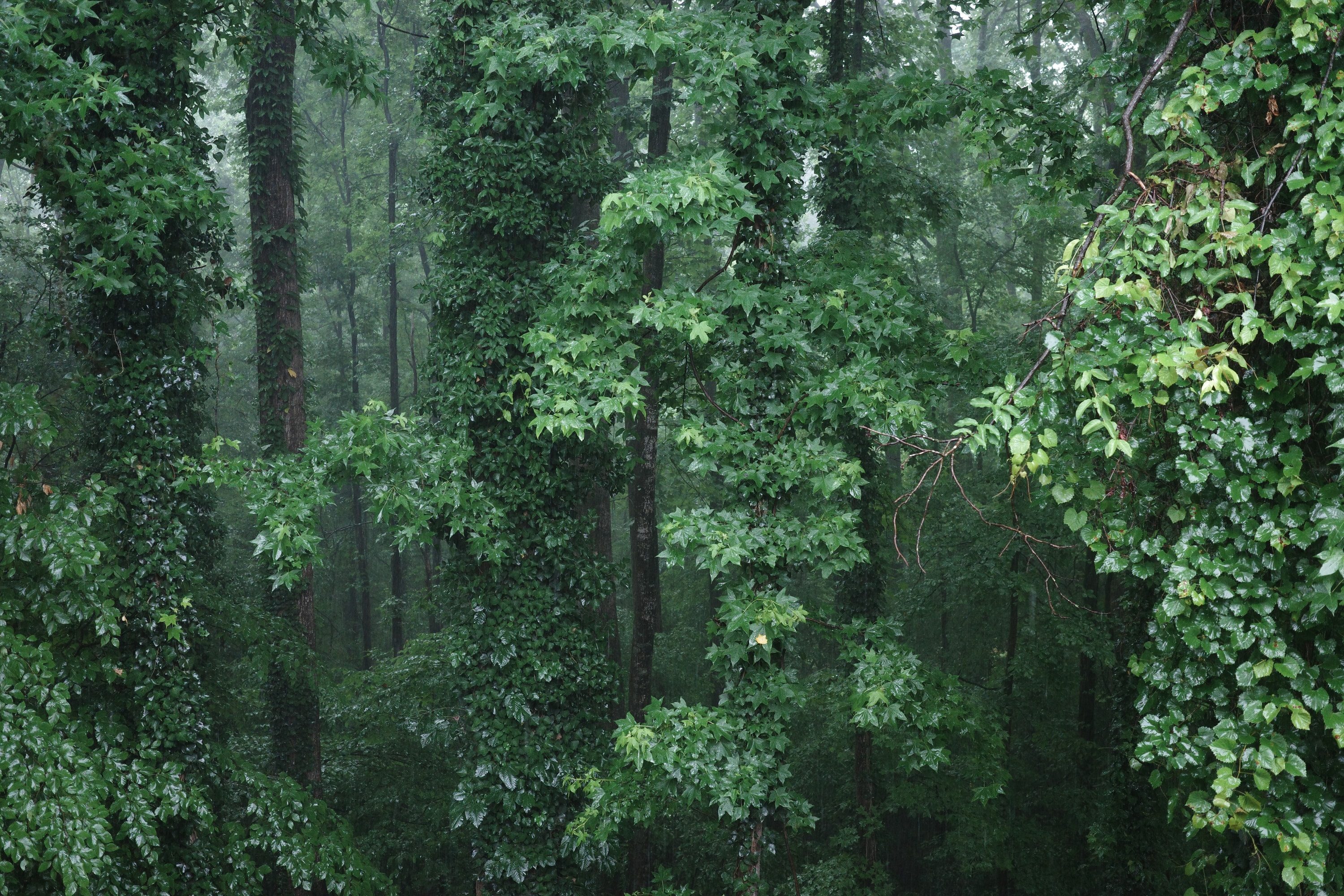 Raining forest